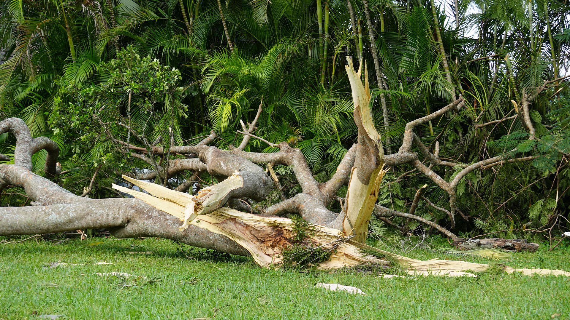 Damaged tree after storm